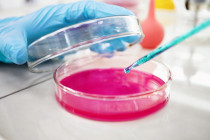 Plastiki laboratoryjne do mikrobiologii i histologii | Mikrobiologia | Googlab Scientific